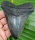 Megalodon Shark Tooth 4.29 In. Real Fossil High Quality No Restorations