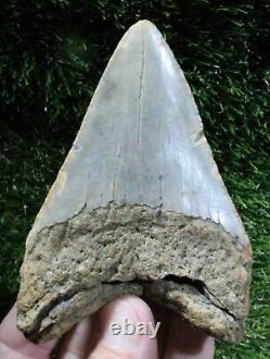 Megalodon Shark Tooth 4.30 Extinct Fossil Authentic NOT RESTORED (WT4-403)