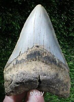 Megalodon Shark Tooth 4.30 Extinct Fossil Authentic NOT RESTORED (WT4-403)
