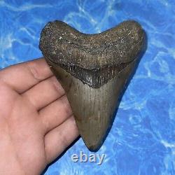 Megalodon Shark Tooth 4.31 Huge Teeth Big Meg Scuba Diver Direct Fossil Nc 6608