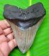 Megalodon Shark Tooth 4.31- Shark Teeth Real Fossil No Repair Megladone