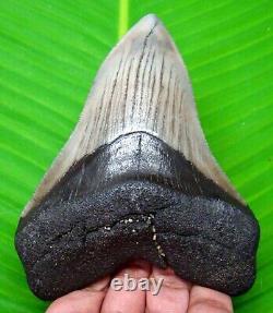 Megalodon Shark Tooth 4.31- Shark Teeth Real Fossil No Repair Megladone