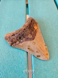 Megalodon Shark Tooth 4.33- Real Fossil No Restorations, Unique Markings