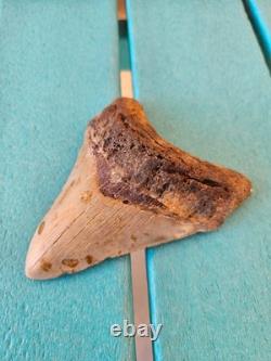 Megalodon Shark Tooth 4.33- Real Fossil No Restorations, Unique Markings