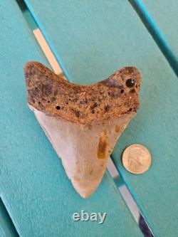 Megalodon Shark Tooth 4.33- Real Fossil No Restorations, Unique Markings Megalodon Shark Tooth 4.33- Real Fossil No Restorations, Unique Markings