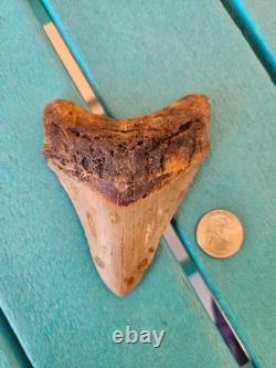 Megalodon Shark Tooth 4.33- Real Fossil No Restorations, Unique Markings