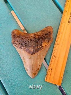 Megalodon Shark Tooth 4.33- Real Fossil No Restorations, Unique Markings