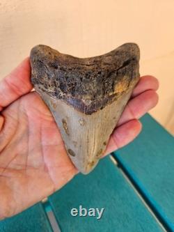 Megalodon Shark Tooth 4.33- Real Fossil No Restorations, Unique Markings