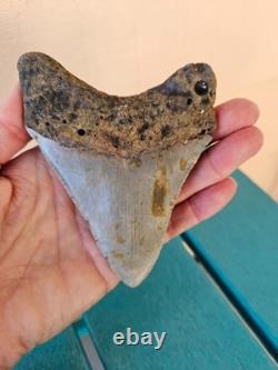 Megalodon Shark Tooth 4.33- Real Fossil No Restorations, Unique Markings
