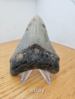 Megalodon Shark Tooth 4.33- Real Fossil No Restorations, Unique Markings