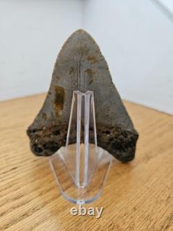 Megalodon Shark Tooth 4.33- Real Fossil No Restorations, Unique Markings