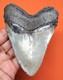 Megalodon Shark Tooth 4.33 Real Fossil Shark Teeth No Restorations Meg
