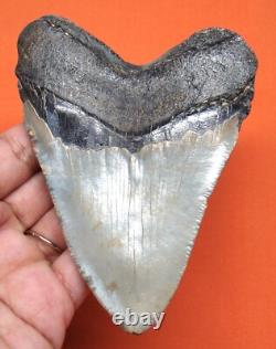 Megalodon Shark Tooth 4.33 Real Fossil Shark Teeth No Restorations Meg