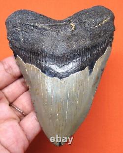 Megalodon Shark Tooth 4.33 Real Fossil Shark Teeth No Restorations Meg