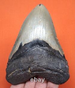Megalodon Shark Tooth 4.33 Real Fossil Shark Teeth No Restorations Meg