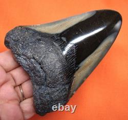 Megalodon Shark Tooth 4.33 Shark Teeth Real Fossil Meg No Restoration