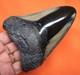 Megalodon Shark Tooth 4.33 Shark Teeth Real Fossil Meg No Restoration