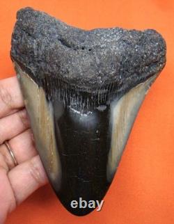 Megalodon Shark Tooth 4.33 Shark Teeth Real Fossil Meg No Restoration