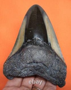 Megalodon Shark Tooth 4.33 Shark Teeth Real Fossil Meg No Restoration