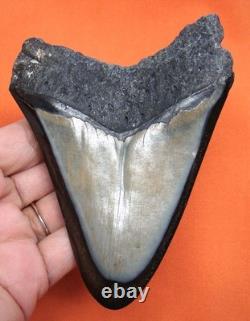 Megalodon Shark Tooth 4.33 Shark Teeth Real Fossil Meg No Restoration