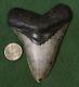 Megalodon Shark Tooth 4.36 Extinct Fossil Authentic Not Restored (wt4-204)