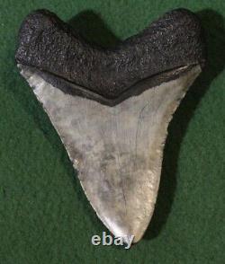 Megalodon Shark Tooth 4.36 Extinct Fossil Authentic NOT RESTORED (WT4-204)