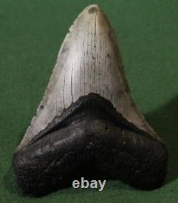 Megalodon Shark Tooth 4.36 Extinct Fossil Authentic NOT RESTORED (WT4-204)