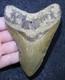 Megalodon Shark Tooth 4.36 Extinct Fossil Authentic Not Restored (wt4-426)