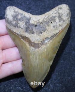 Megalodon Shark Tooth 4.36 Extinct Fossil Authentic NOT RESTORED (WT4-426)