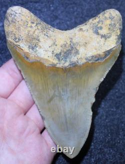 Megalodon Shark Tooth 4.36 Extinct Fossil Authentic NOT RESTORED (WT4-426)