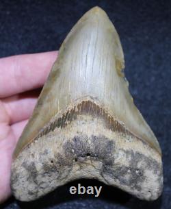 Megalodon Shark Tooth 4.36 Extinct Fossil Authentic NOT RESTORED (WT4-426)