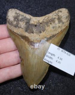 Megalodon Shark Tooth 4.36 Extinct Fossil Authentic NOT RESTORED (WT4-426)