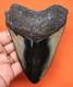 Megalodon Shark Tooth 4.37 Real Fossil Extinct Genuine Shark Teeth Meg