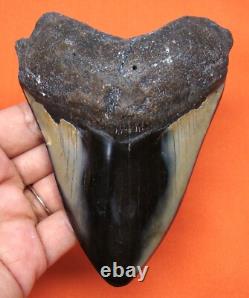 Megalodon Shark Tooth 4.37 Real Fossil Extinct Genuine Shark Teeth Meg