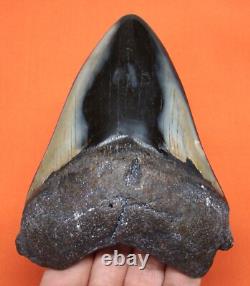 Megalodon Shark Tooth 4.37 Real Fossil Extinct Genuine Shark Teeth Meg