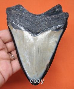 Megalodon Shark Tooth 4.37 Real Fossil Extinct Genuine Shark Teeth Meg