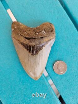 Megalodon Shark Tooth 4.37- Real Fossil No Restorations, Rare Colors