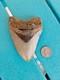 Megalodon Shark Tooth 4.37- Real Fossil No Restorations, Rare Colors