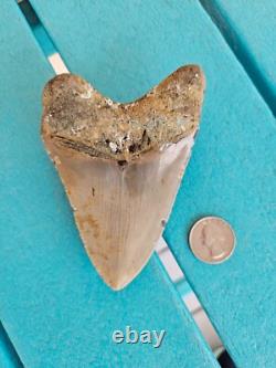 Megalodon Shark Tooth 4.37- Real Fossil No Restorations, Rare Colors