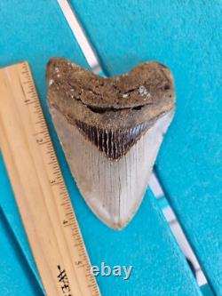 Megalodon Shark Tooth 4.37- Real Fossil No Restorations, Rare Colors