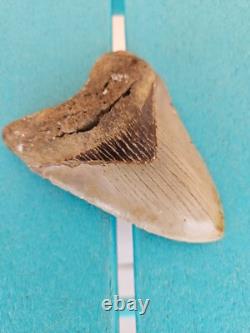 Megalodon Shark Tooth 4.37- Real Fossil No Restorations, Rare Colors
