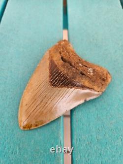 Megalodon Shark Tooth 4.37- Real Fossil No Restorations, Rare Colors