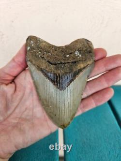 Megalodon Shark Tooth 4.37- Real Fossil No Restorations, Rare Colors