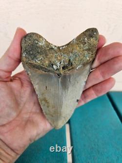 Megalodon Shark Tooth 4.37- Real Fossil No Restorations, Rare Colors
