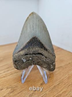 Megalodon Shark Tooth 4.37- Real Fossil No Restorations, Rare Colors
