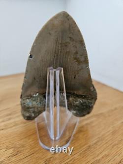 Megalodon Shark Tooth 4.37- Real Fossil No Restorations, Rare Colors