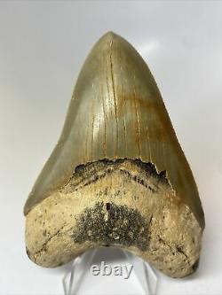 Megalodon Shark Tooth 4.39 Colorful Serrated Fossil Authentic 9072