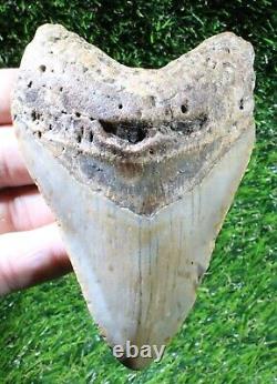 Megalodon Shark Tooth 4.39 Extinct Fossil Authentic NOT RESTORED (WT4-410)