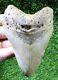 Megalodon Shark Tooth 4.39 Extinct Fossil Authentic Not Restored (wt4-410)