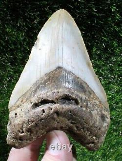 Megalodon Shark Tooth 4.39 Extinct Fossil Authentic NOT RESTORED (WT4-410)